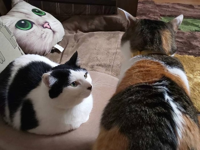 女同士の戦いに男の子は加勢しない