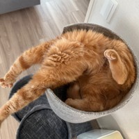 頭が無い！？ 摩訶不思議なポーズで眠るにゃむちゃん（画像提供：にゃむさん）