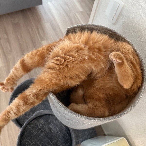 頭が無い！？ 摩訶不思議なポーズで眠るにゃむちゃん（画像提供：にゃむさん）
