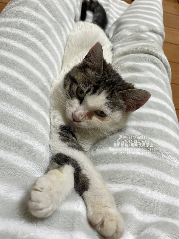 飼い主さんの膝上で寝そべるねこさん（画像提供：週休8日の猫吸いさん）