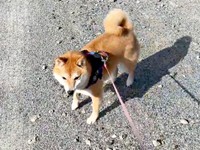 散歩中、くるっと振り返ったようこちゃん（画像提供：シバシバお豆さん）