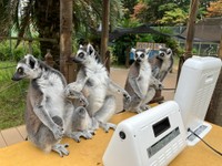 ヒーター前に集まった4匹のワオキツネザル　写真提供：日本モンキーセンター