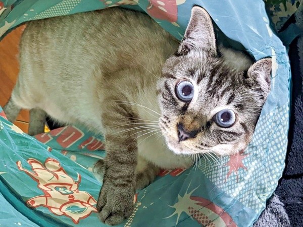 にぎやかな日々を過ごすしらすくん（画像提供：千晶さん）