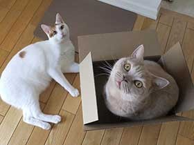 ご飯ほしいな！　ミックス猫「テンテン」とブリショ「ミルキー」