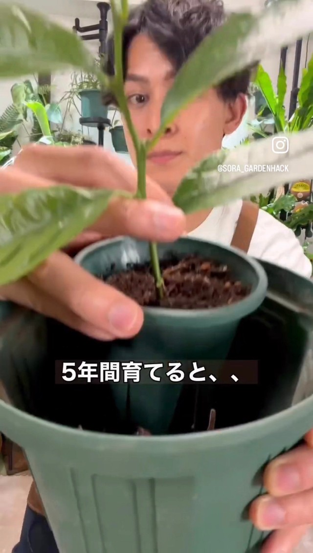 大きな鉢に植え替え、5年間育てると…／そらベジさん（@sora_gardenhack）提供