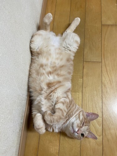 仰向けで無防備なきなこ