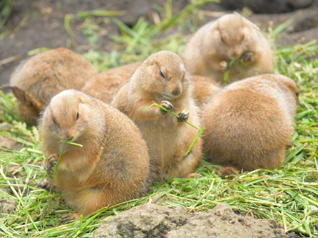 みんなで食事をするプレイリードッグ（提供：プレーリードッグカメラマンさん）