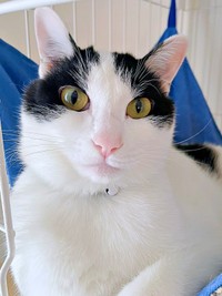 2歳を迎えたハルさん。イケニャンへと成長しました（画像提供：APO（ポメラニアン）さん）