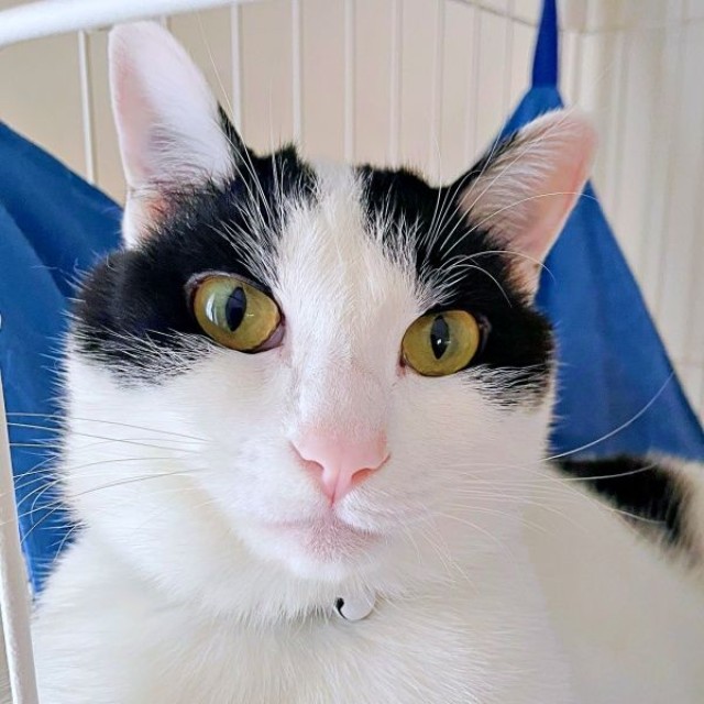 2歳を迎えたハルさん。イケニャンへと成長しました（画像提供：APO（ポメラニアン）さん）