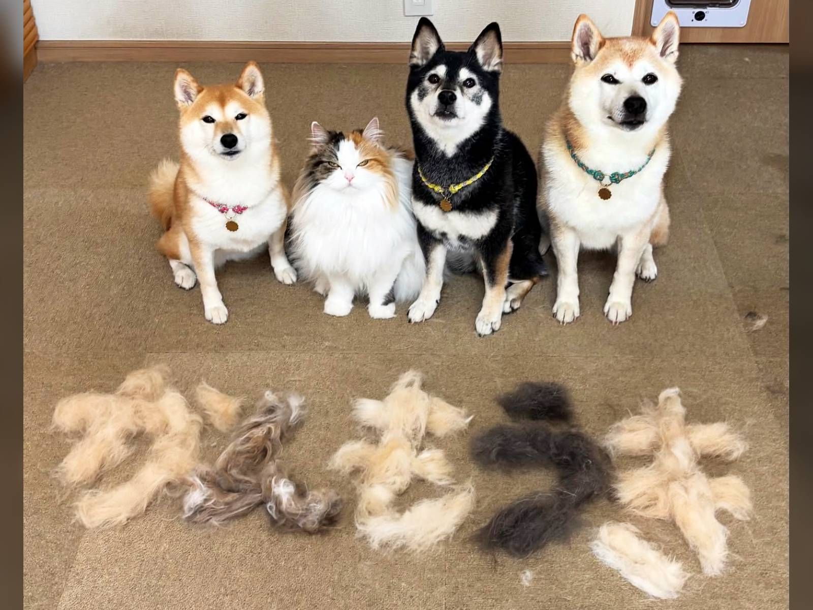 抜けたねぇ（笑）」柴犬3匹と猫の“換毛期アート”が可愛すぎる！ 抜け毛