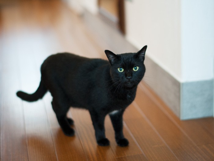 「僕の金のネックレス知らない？」（小林写函撮影）