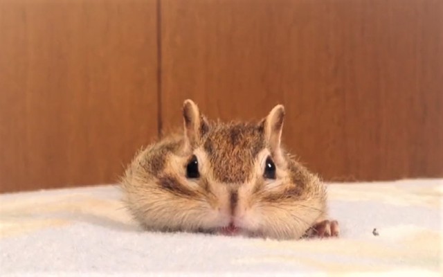 ほふく前進するリスの動画がかわい過ぎるとツイッターで話題になった（「シマリスのソフィー Sophie,Bikke&Tod」さん提供・Twitterよりキャプチャ撮影）