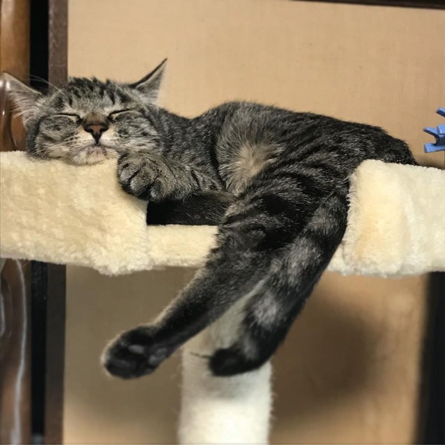 安心し切って眠る