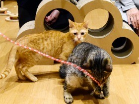 保護猫の明日、考える宿　シェルター付きの「ねこ蔵ホステル」