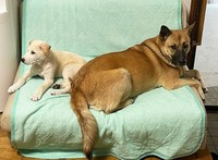 まるちゃんは優しい里親さん、そしてお兄ちゃんワンコと一緒に第二の犬生を歩むことになりました