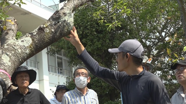 クビアカツヤカミキリの被害防止へ　防除活動　香川・小豆島町
