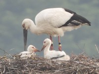 まんのう町提供