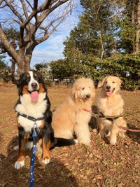 全部で6頭の大型犬がいる＝大型犬カフェGRAND MOU《ぐらんむー》さん（@GrandMou_）提供