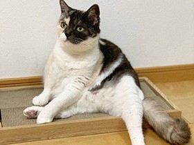 ごはんまだー？　まったりくつろぎ中の三毛猫「カンナ」　