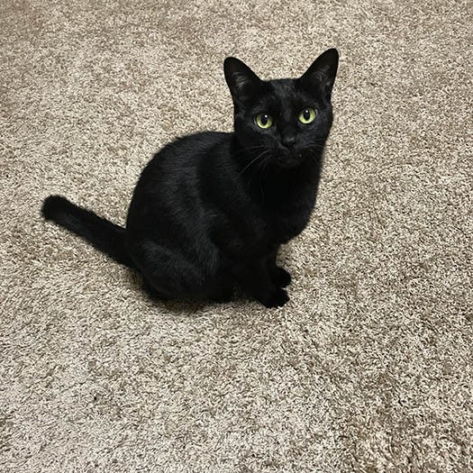 １年かけて、さかざきさんの布団の上までやってくるようになったニコちゃん「てんちゃんとの違いが面白い」。ニコちゃんはニコちゃんの魅力がいっぱい（さかざきさん提供）