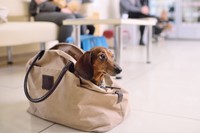ペット用キャリーバッグを床に置く人もいる　※画像はイメージです（Evgeniy Kalinovskiy/stock.adobe.com）一部トリミングしています