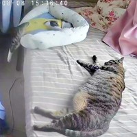 ベッド上で眠る（手前）サンちゃん、（奥）体半分落ちているクーちゃん（画像提供：いえもりさん）
