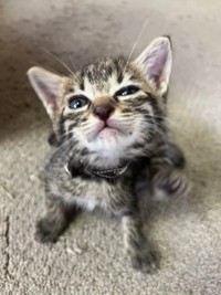 新入社員（保護されたとき）のレオ