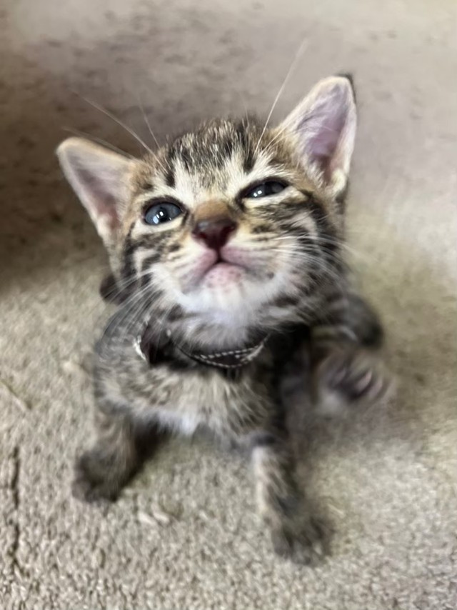 新入社員（保護されたとき）のレオ