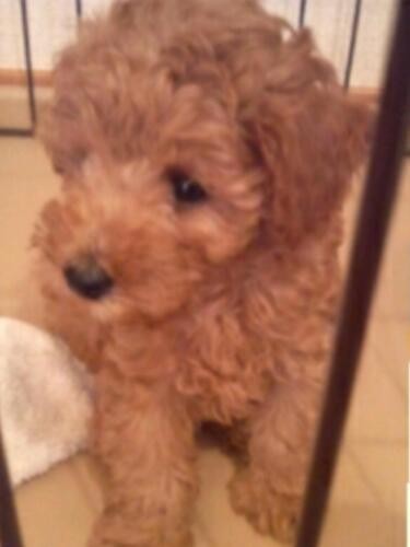 家にきたころの「心愛」