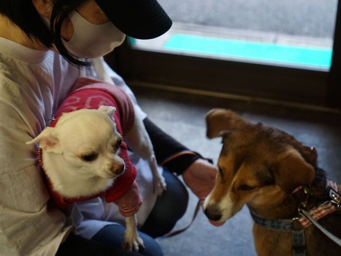 とくに仲がいいのは小梅ちゃん。「小梅ちゃんも保護犬なの」