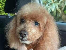 かわいくなってきたよ～　トリミングですっきり、ご機嫌なトイプードル「苺」