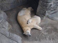 クルミとミルク＝2013年6月 男鹿水族館GAO提供