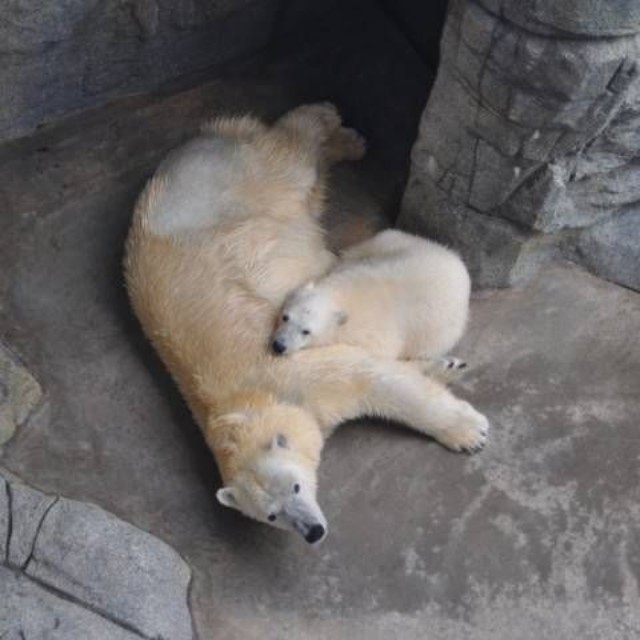 クルミとミルク＝2013年6月 男鹿水族館GAO提供