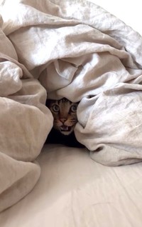そらちゃんはお布団に隠れました（飼い主さん提供、動画よりキャプチャ撮影）