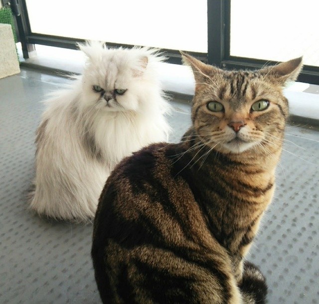 見た目も性格も対照的な2匹