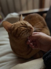 飼い主さんに存分に甘えられる幸せな日々を送っています（提供：おすよさん）