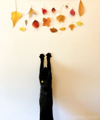 届かニャい～（画像提供：yamato houseさん）