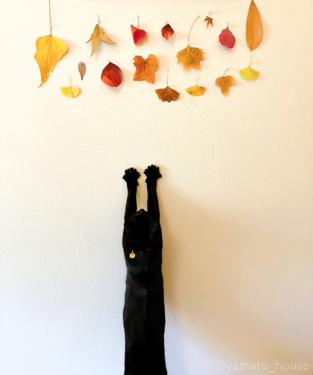 届かニャい～（画像提供：yamato houseさん）