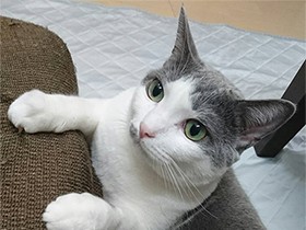 かくれんぼ大好き　ミックス猫の「大和」はツンデレのツン多め