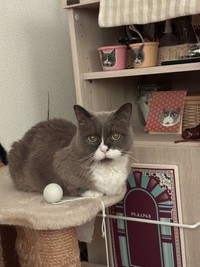 亡くなっても、永遠に大好きな愛猫