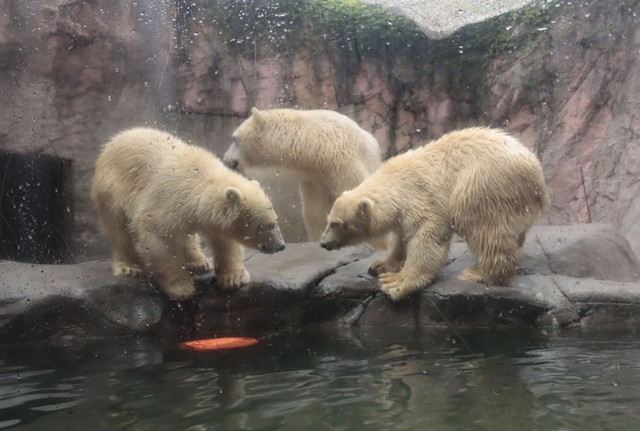 見合って見合って…