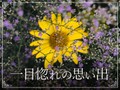一目惚れの思い出