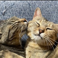 顔を寄せ合うはなみちゃん（右）となぎくん（左）／ねこのつきみ（@IsTsukimi）さん提供