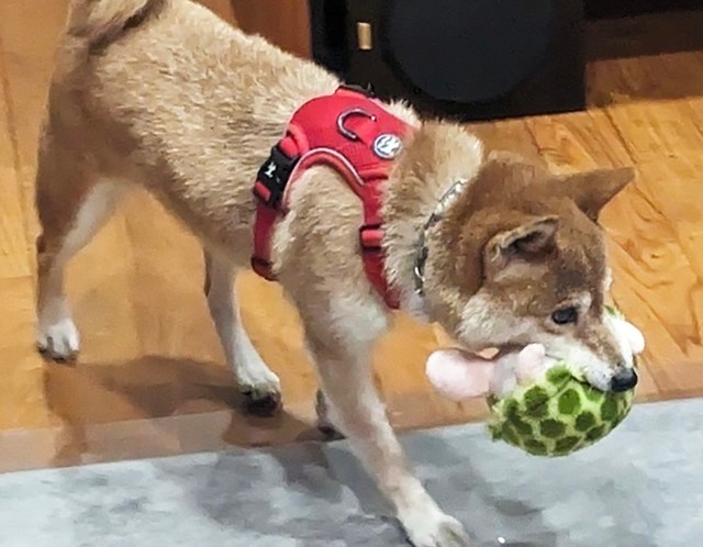 あさつゆちゃんに今度こそ「ずっとの家族」が見つかりますように！