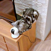 カメラの背後と壁にはさまって眠るあんこくん（画像提供：あんこともなか 充電ねこさん）