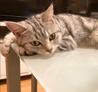 今では、ふわふわの美猫さんに