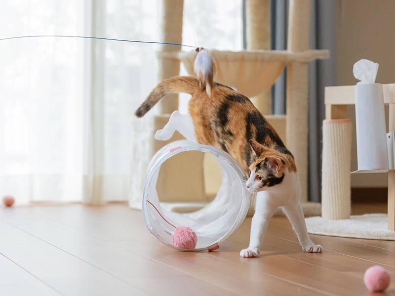 “ヒラリ” と軽やか