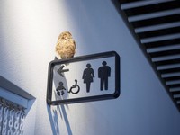 トイレの案内にもフクロウがとまっていたりします（blowfish448b/stock.adobe.com）