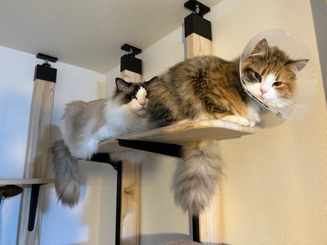 キャットタワーで連結中