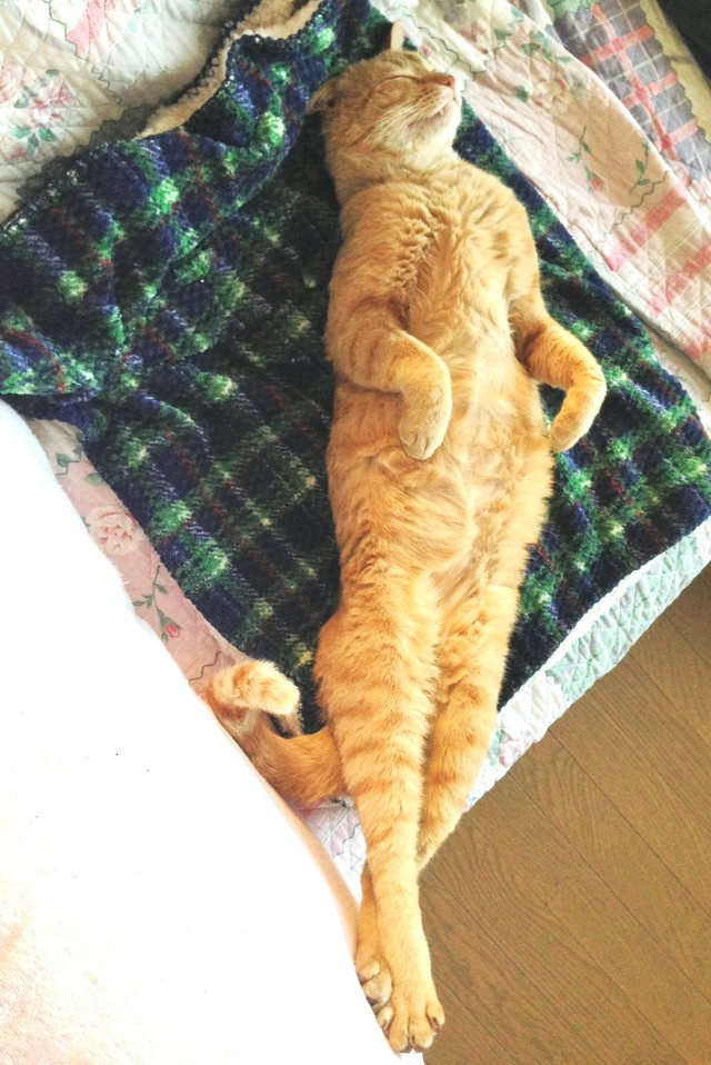 あまりにも真っ直ぐ眠りすぎでは、、、（提供：ソレイユさん）